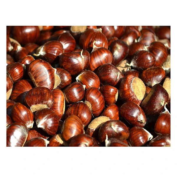 Saco de malha de castanha orgânica fresca