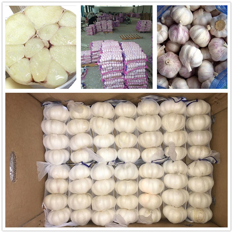 10 white garlic 4p 10 white garlic 4p